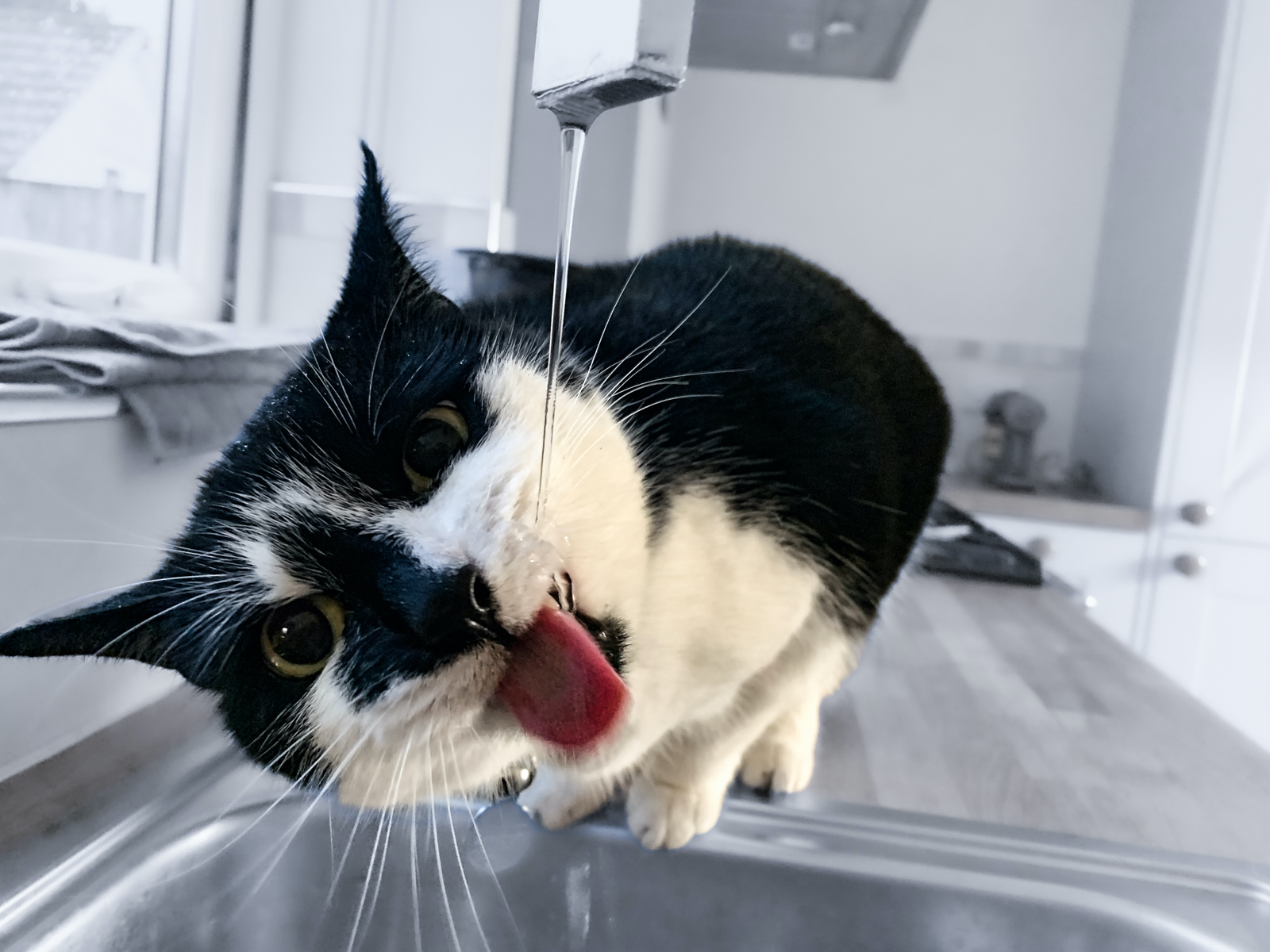 1st Place - Karen Charman - Tap Cat